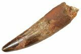 Fossil Spinosaurus Tooth - Real Dinosaur Tooth #363490-1
